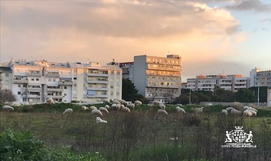 Cagliari, un gregge di pecore invade via Setzu: pastore sanzionato per omessa custodia