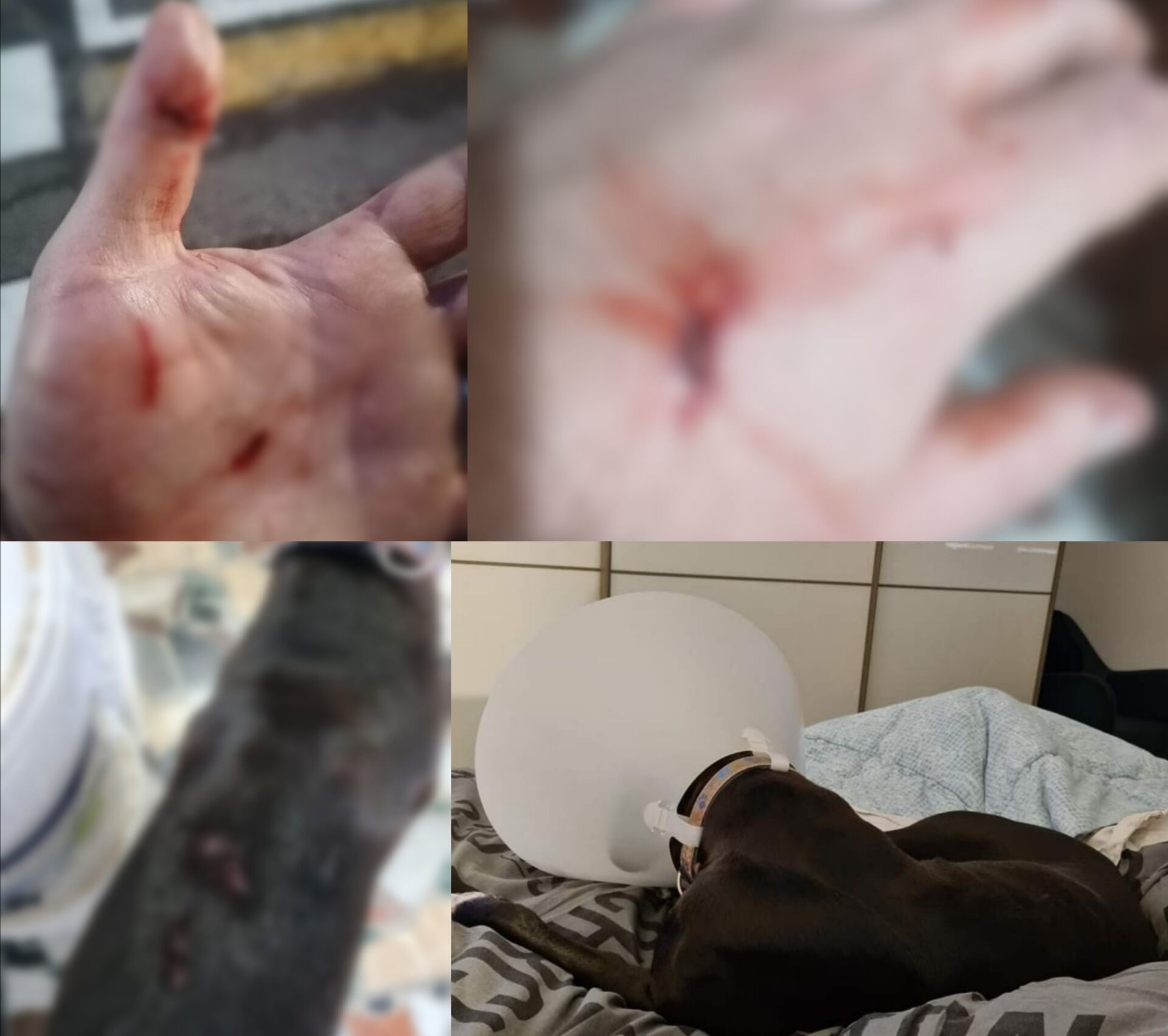 Cagliari, aggrediti in strada da un cane di grossa taglia: serie ferite per un giovane e il suo cucciolo