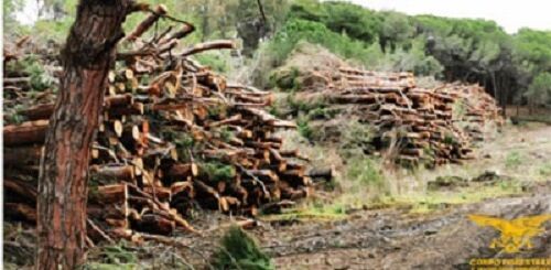 Sequestrato un cantiere forestale nella marina di Sorso