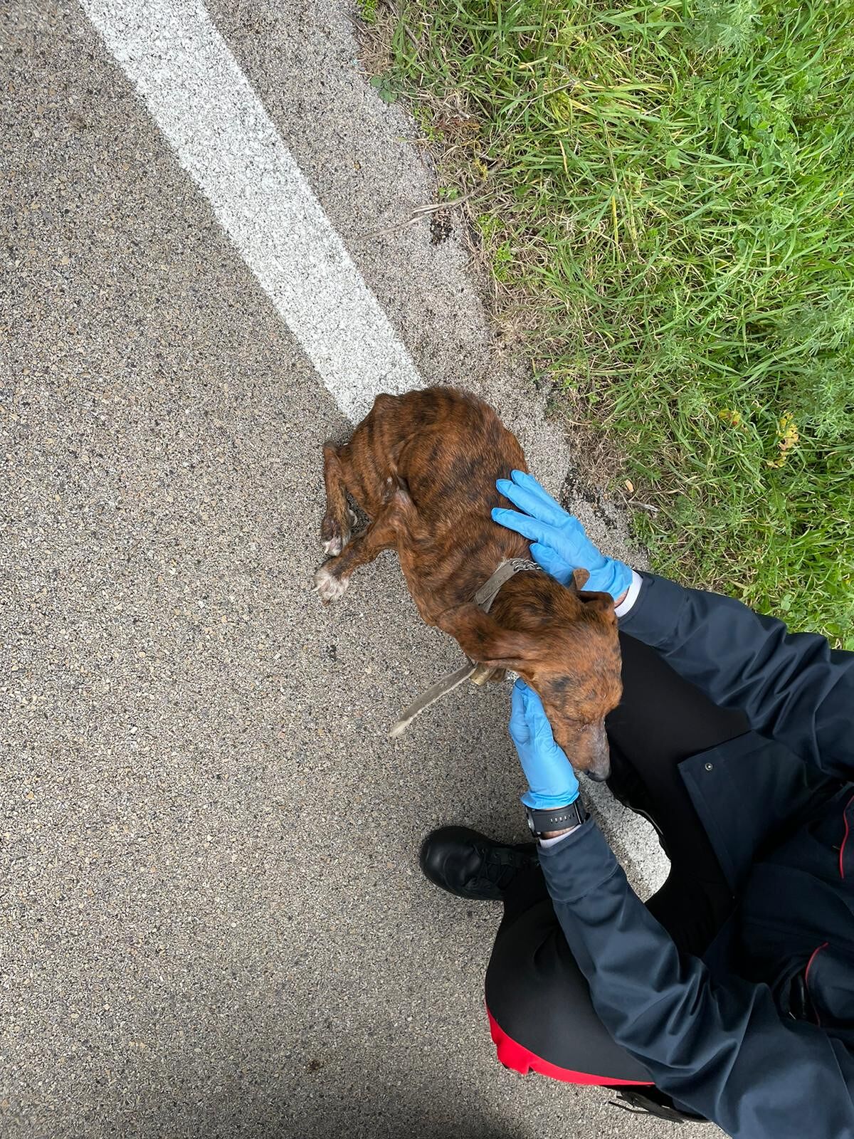 Aglientu, cane denutrito e maltrattato vaga per la provinciale 90: salvato dai carabinieri