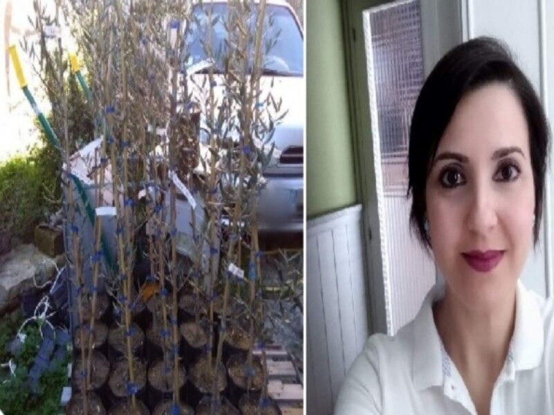 “Venti piante di ulivo rubate a mio padre a Senorbì, sta piangendo da ore: gesto ignobile”