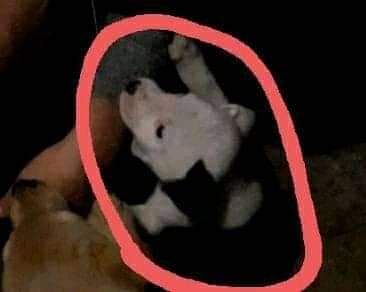 Sestu, “Hanno rubato il mio pitbull la vigilia di Natale, per favore aiutatemi a trovarlo”