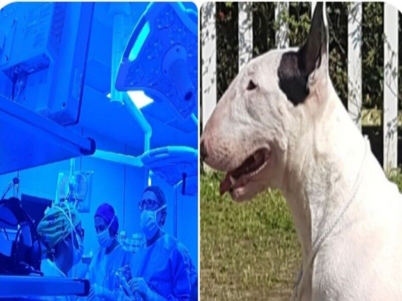 Uta, cane azzanna 13enne e gli strappa un orecchio: salvato dai chirurghi del Policlinico