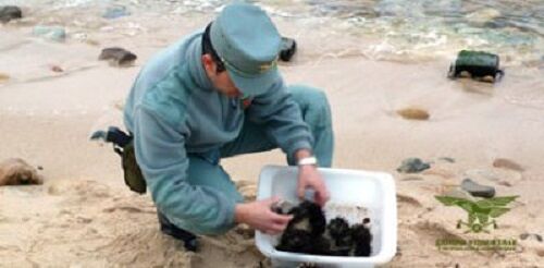 Pesca abusiva a San Vero Milis, sequestrati 160 ricci di mare
