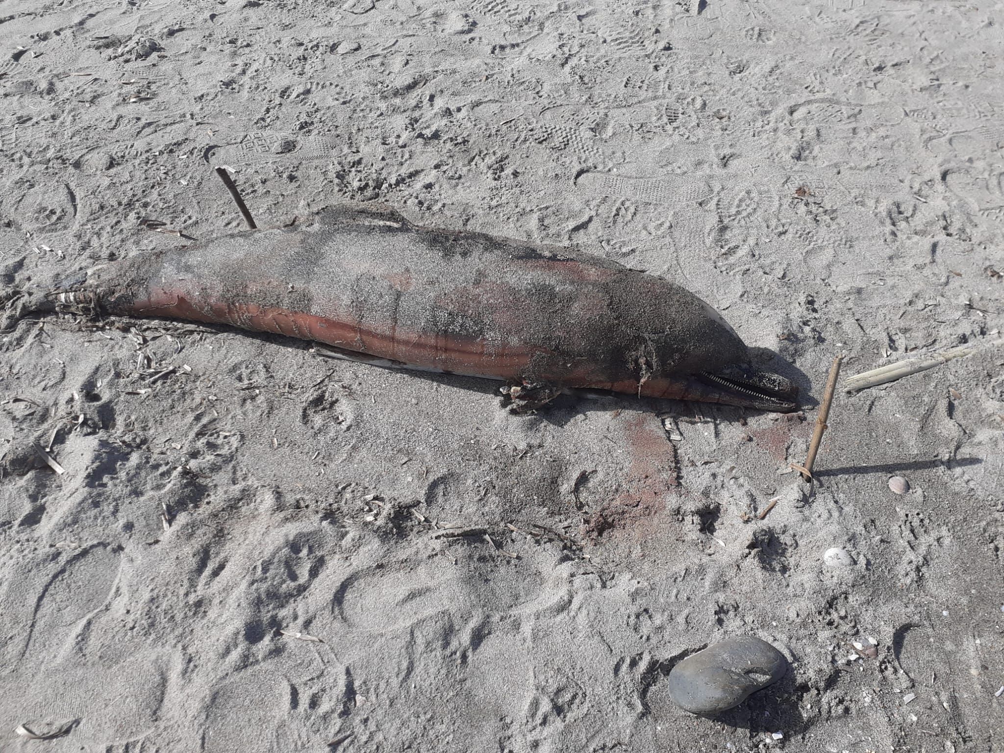 Cagliari, trovata una carcassa di delfino spiaggiata al Poetto