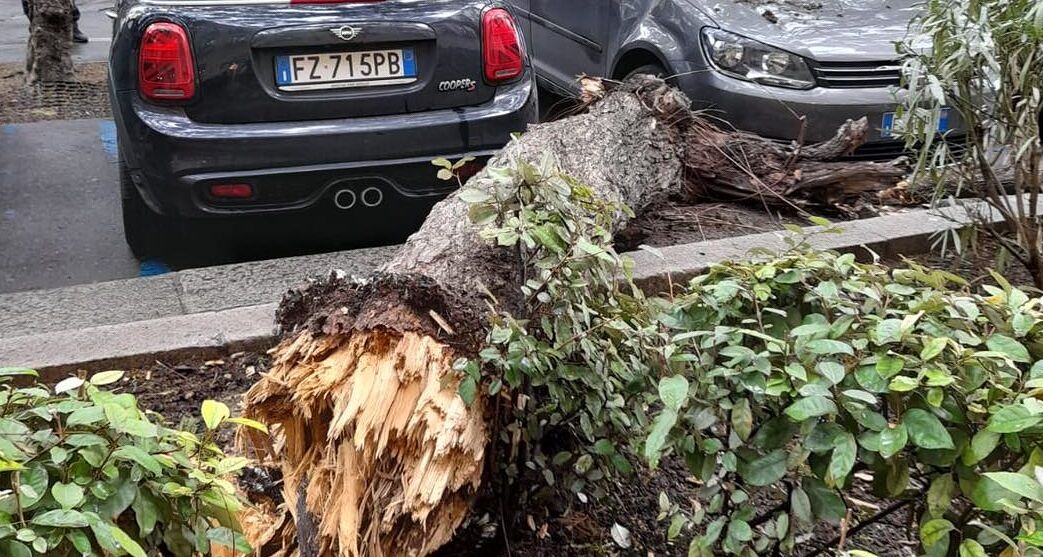 Cagliari, paura nel Largo Carlo Felice: il vento abbatte una jacaranda