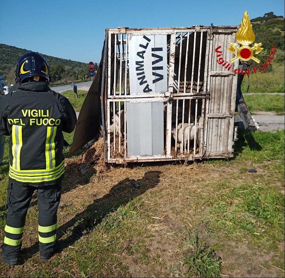 Sardegna, furgone carico di agnelli si ribalta dopo un tamponamento: morti diversi animali