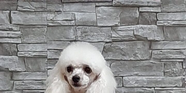 Glicy, il primo cane allerta diabete il Sardegna: domani a Oristano riceverà il diploma