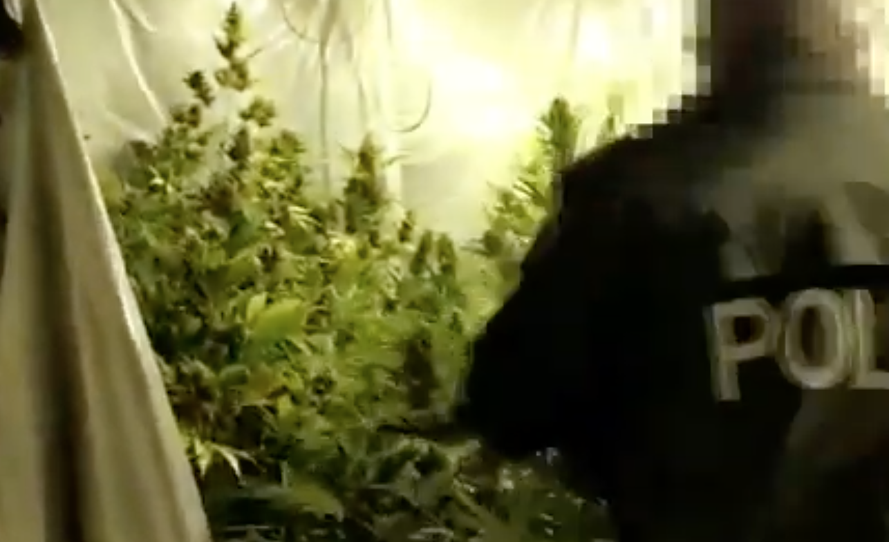 Quartu, rubava l’energia per alimentare la sua serra artigianale di marijuana: arrestato un 42enne – VIDEO