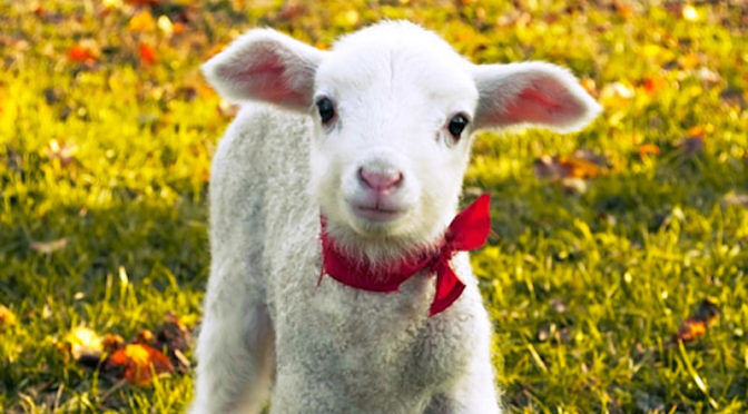 Animalisti pronti alla lotta: “Fermiamo la mattanza degli agnelli a Pasqua”