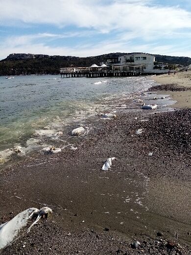 Sacchi di nylon sulla spiaggia del Poetto, la rabbia degli ambientalisti: “Sono centinaia”