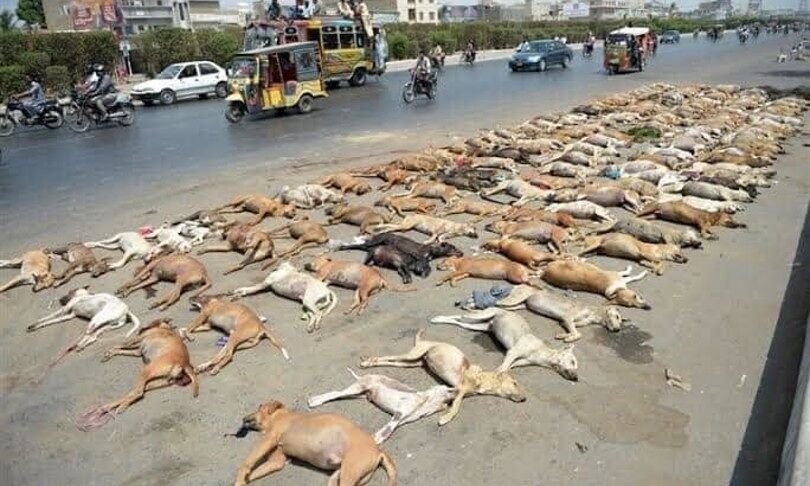 Pakistan, è strage di cani uccisi a fucilate
