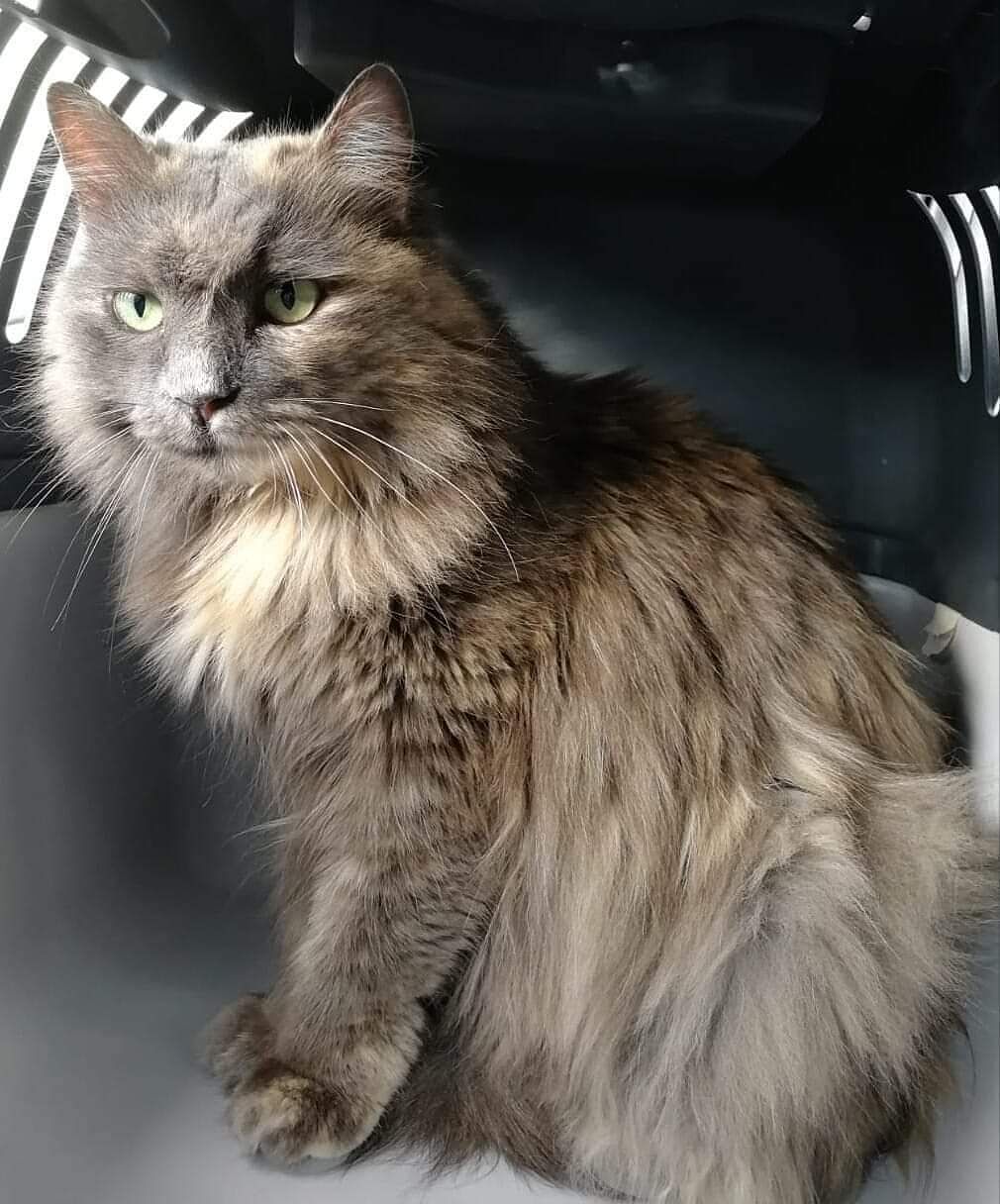 Sparata con un proiettile da carabina, la gattina Layla cerca una famiglia che la tolga dalla strada e dai pericoli