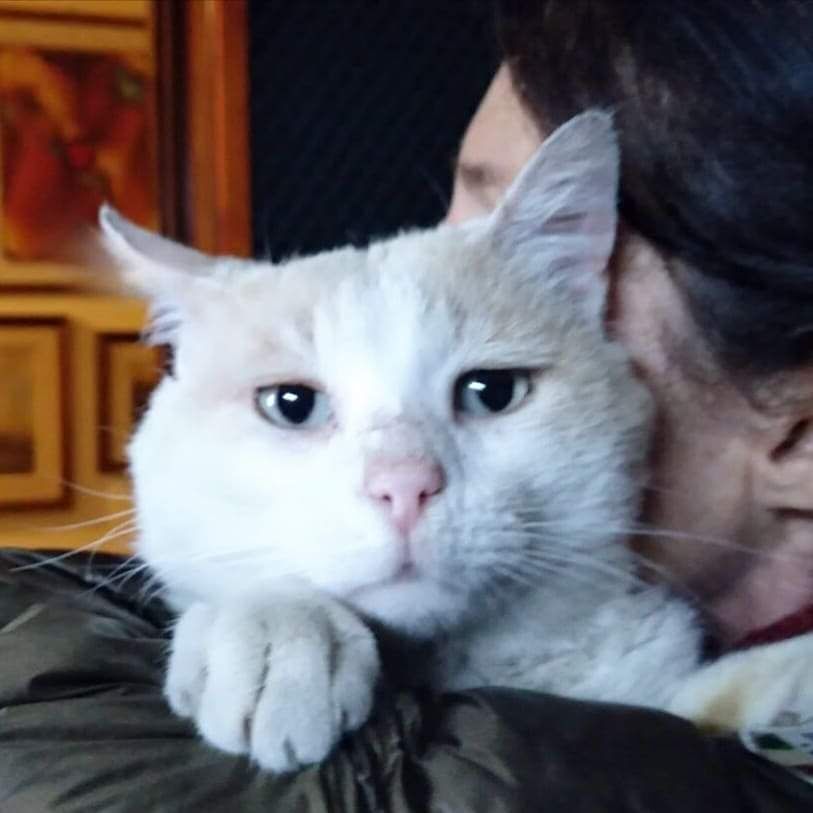 Leopoldo il gatto dagli occhi blu che ha smarrito la strada di casa cerca una nuova famiglia