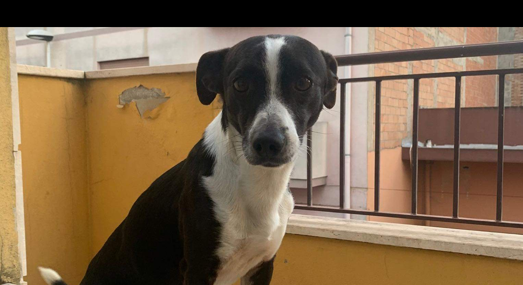 Quartu, cane rischia di essere investito: salvato, ora è alla ricerca di una famiglia