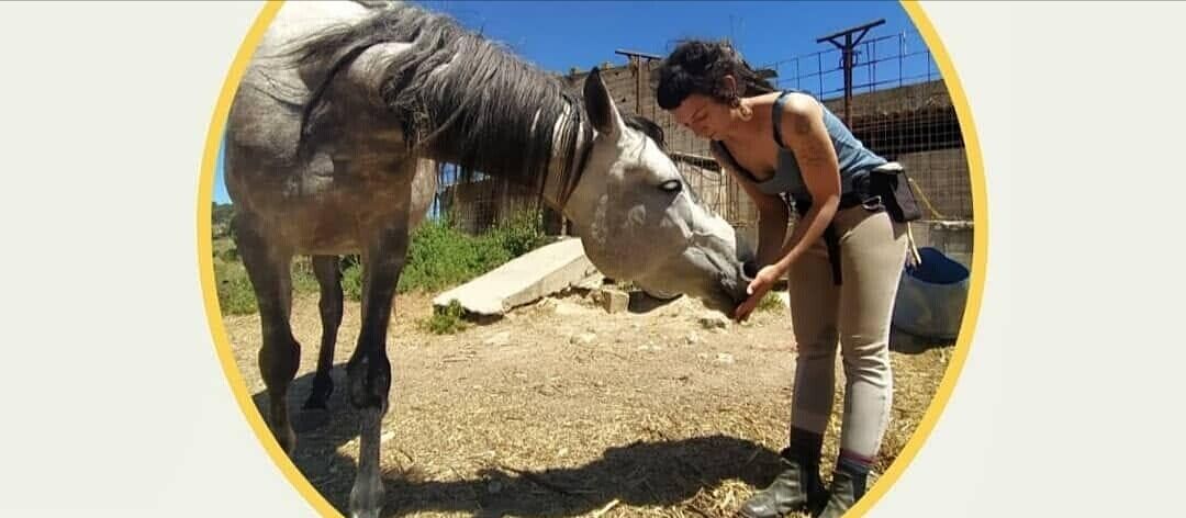 Sardegna, “Aiutateci a salvare dal macello la cavalla Zingara”