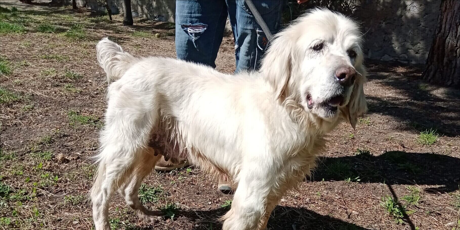 Adotta un cane dal canile di Cagliari: ecco Lord, dolce e affettuoso