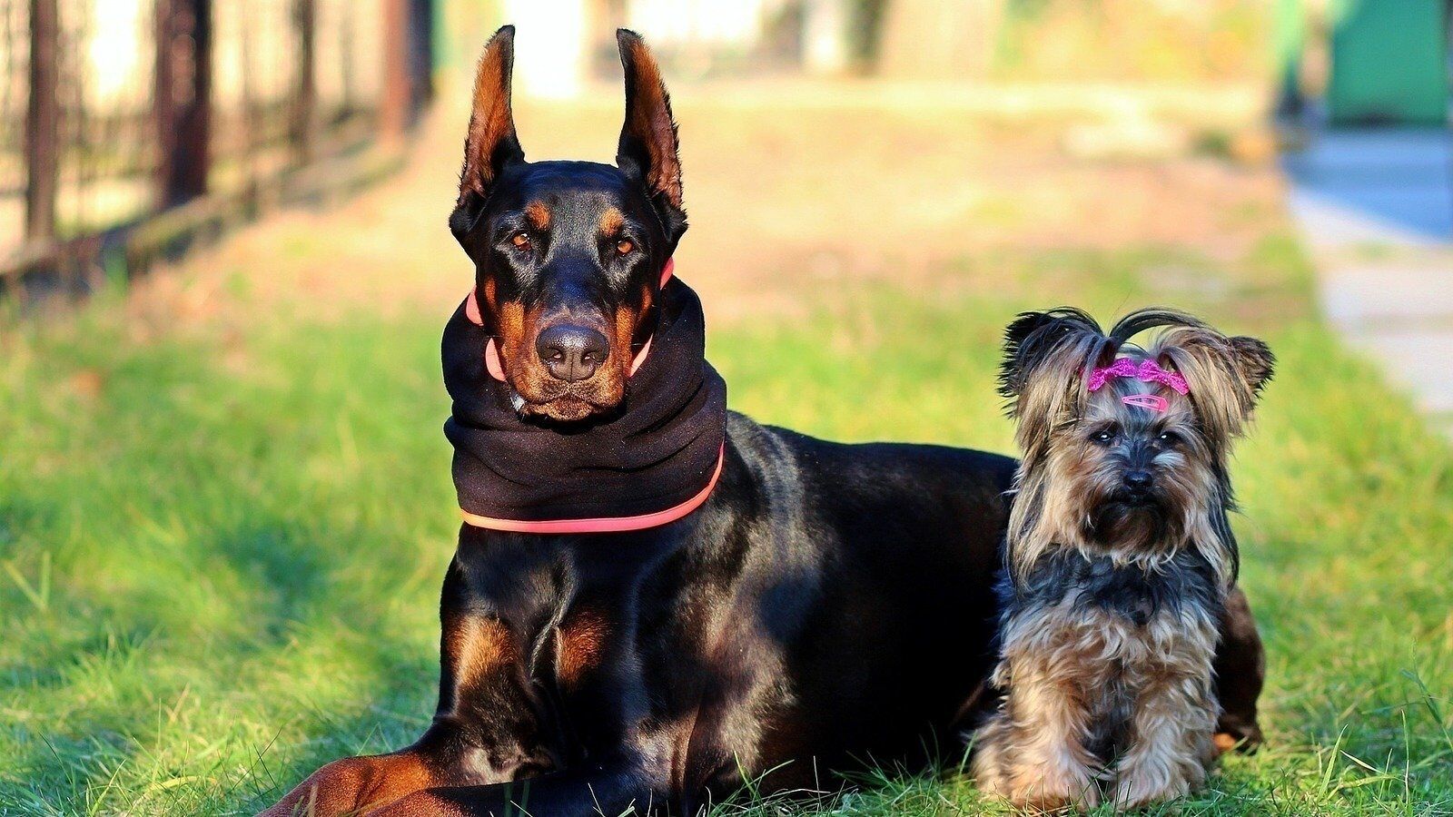 Cagliari, sacchetti nelle aree di passeggio per i cani: via alle distribuzioni in tutta la città