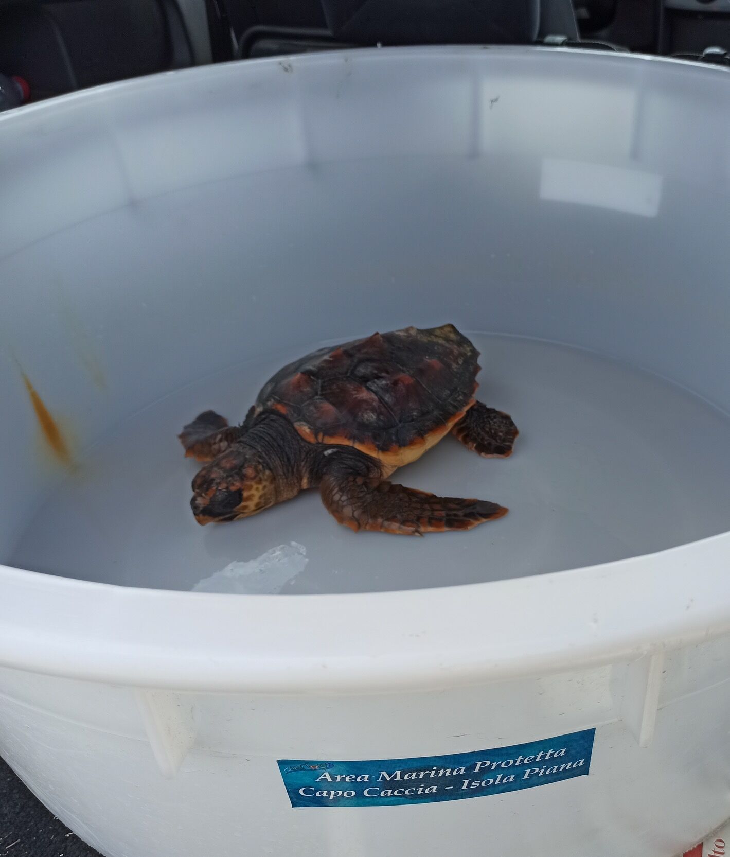 Tartaruga caretta caretta in grave difficoltà nell’area marina di Capo Caccia: portata in salvo