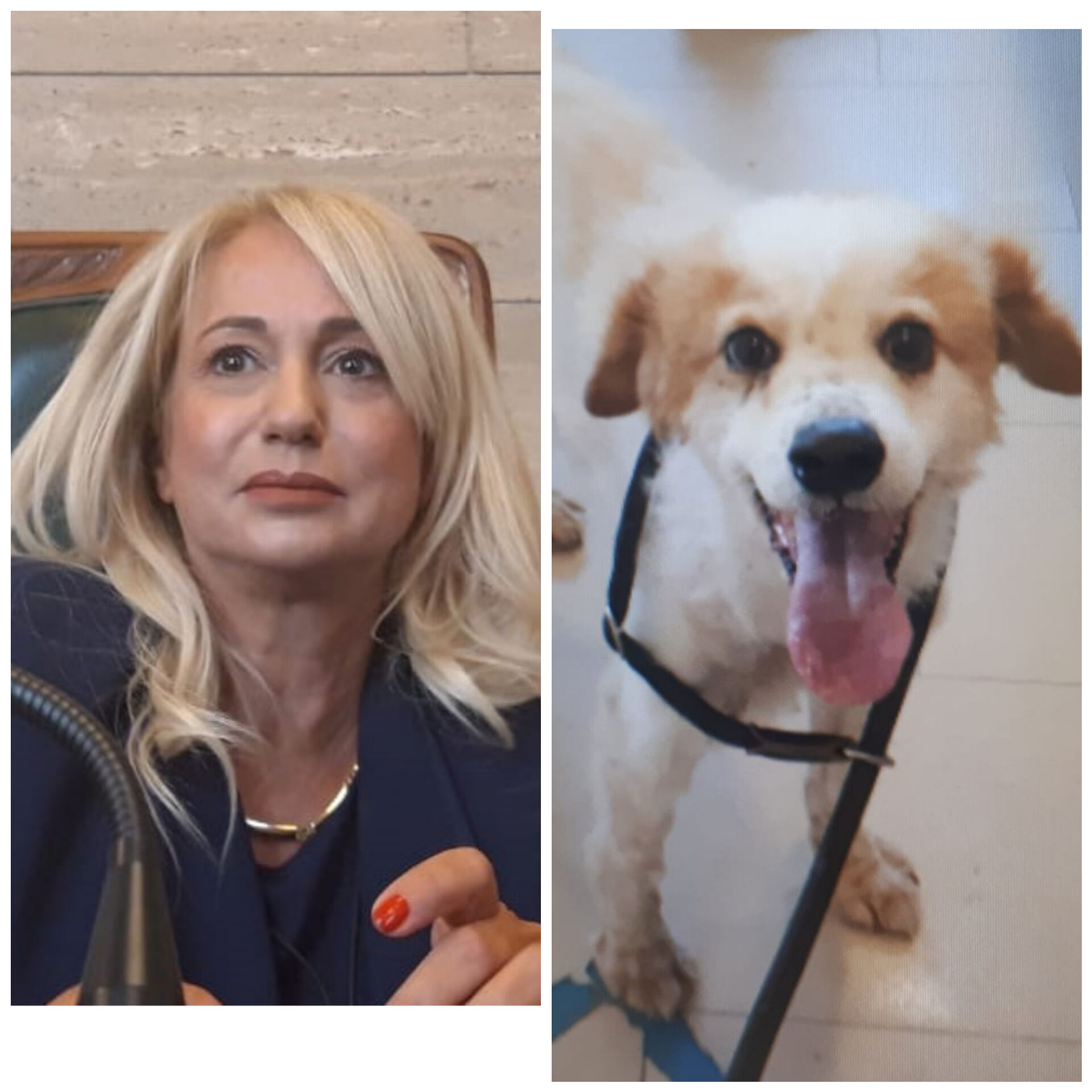 Ottimi numeri per il canile di via Po a Cagliari: in un anno e mezzo adottati 180 cani