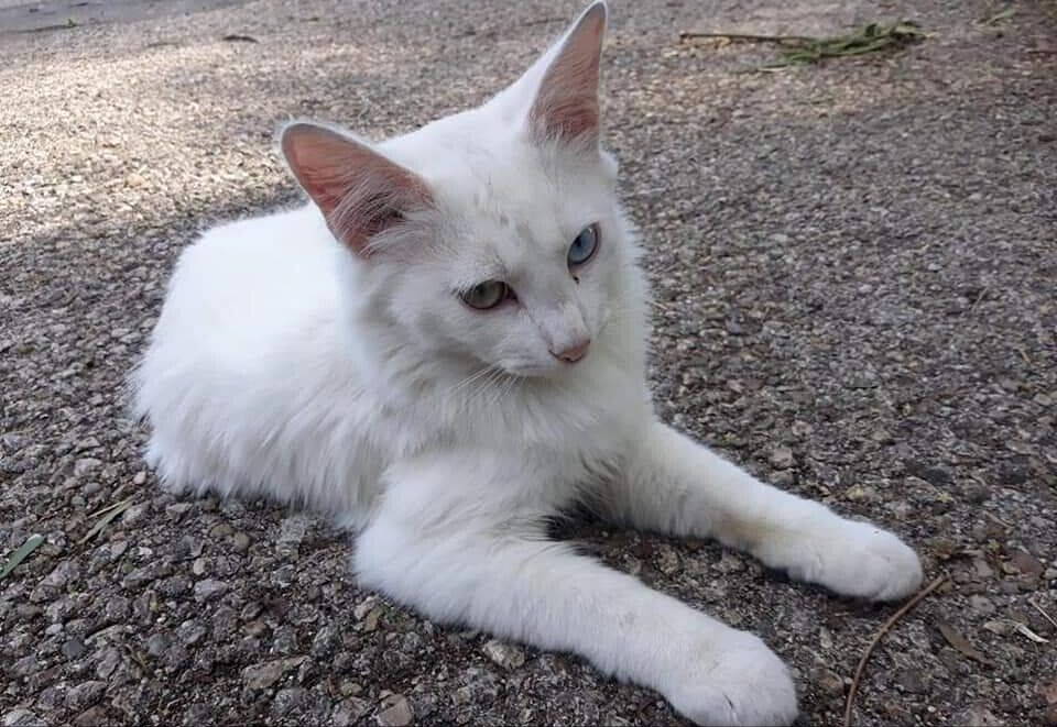 Attaccato da una cornacchia, il gatto sordo Balto spera di trovare adozione