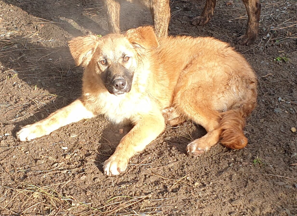 Adotta un cane dal canile di Cagliari: Zen, cucciolona di 8 mesi