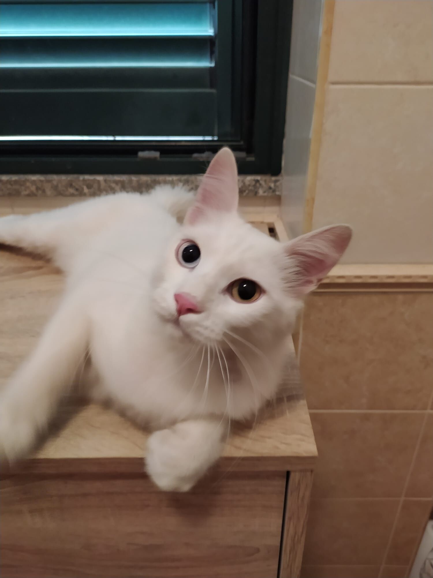 Radio Zampetta Sarda: la padrona è morta, il gatto Ice cerca una famiglia