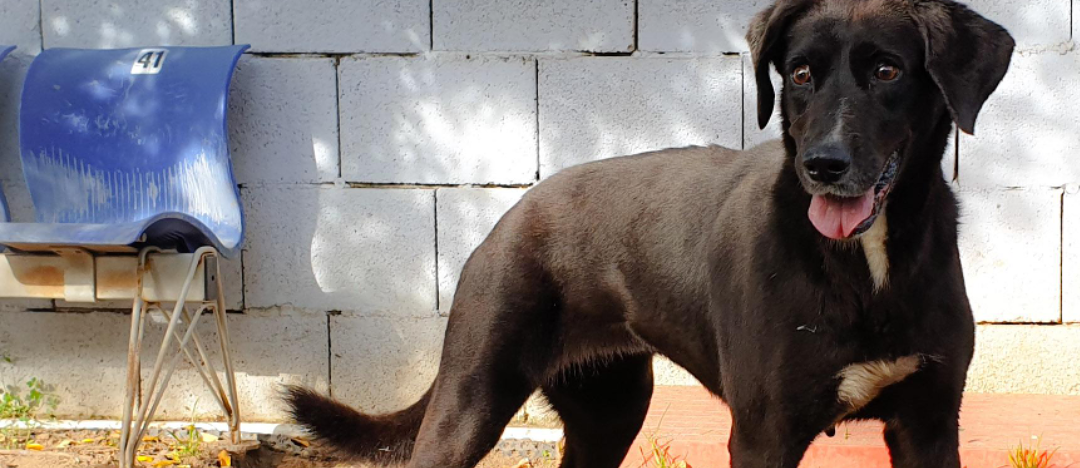Cagliari, adotta un cane dal canile comunale: aiutiamo Giovanna