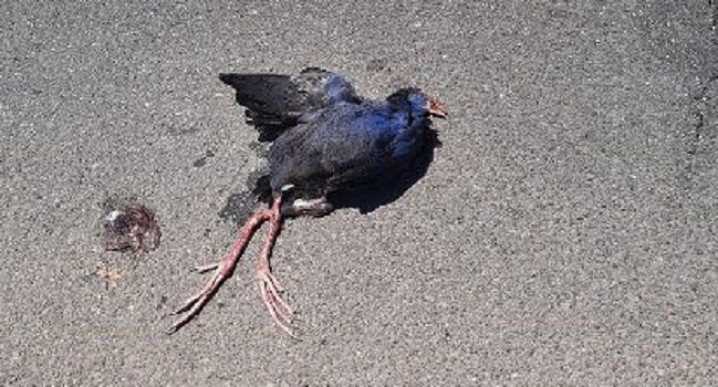 Monserrato, animale protetto investito e ucciso in via Riu Mortu