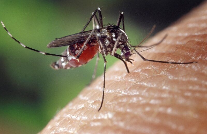 Torna la malaria in Sardegna: è il secondo caso in un anno a Sassari