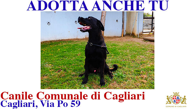 Adotta anche TU