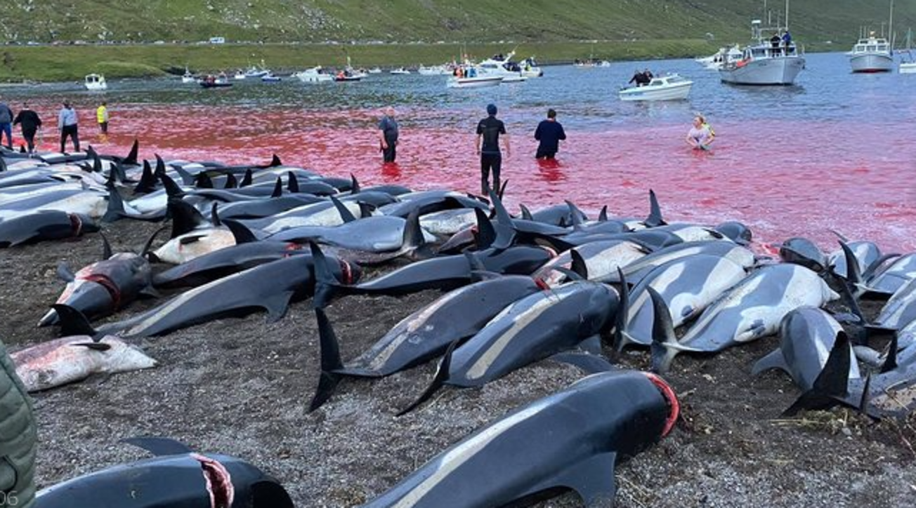 Mattanza di delfini sulle Isole Faraoe: le immagini del massacro fanno il giro del web