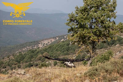 Sardegna, uno splendido esemplare di aquila reale torna in volo dopo le cure