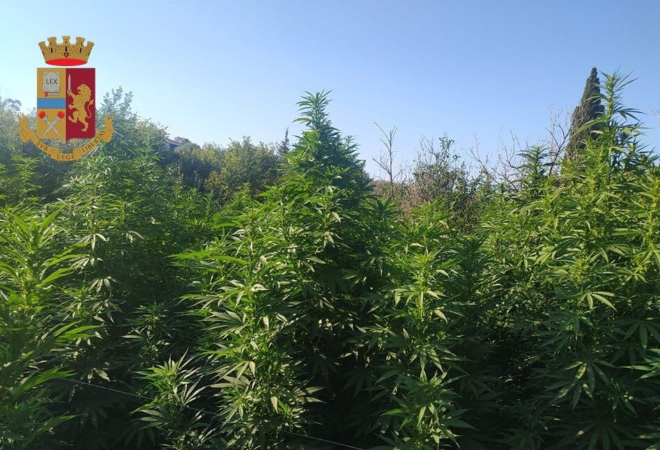 Quartu, scoperta una vasta piantagione di cannabis a “Sa Pispisa”: due arresti