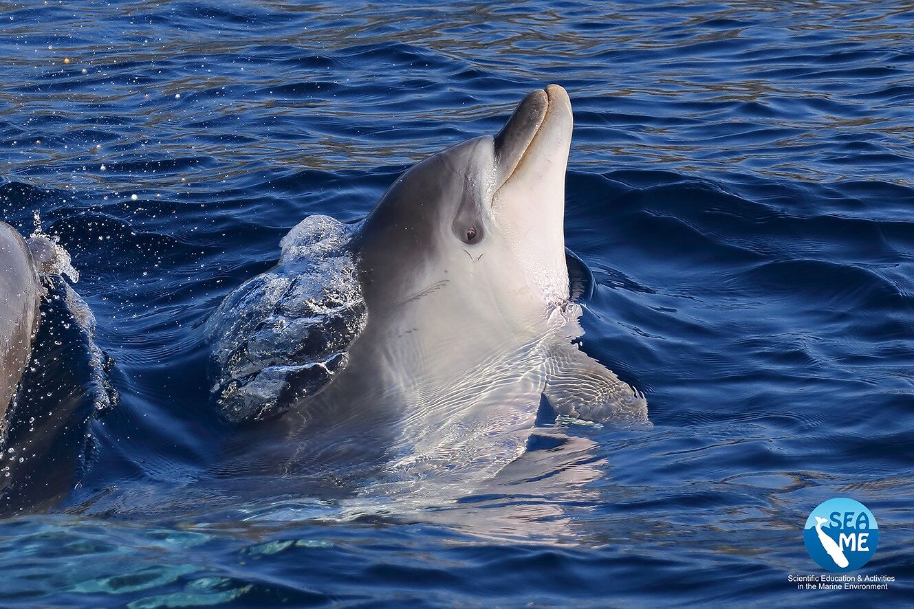 Swim for Dolphins, in Sardegna una nuotata di beneficenza per i cetacei del Mediterraneo