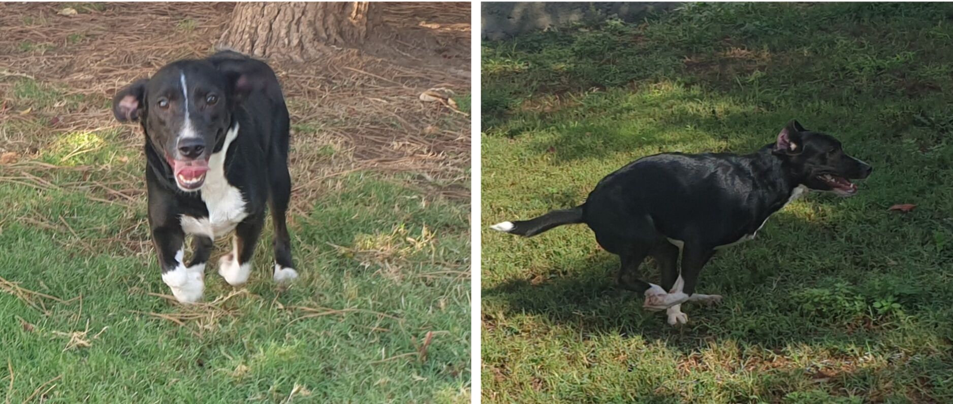 Adotta un cane dal canile di Cagliari: Wanda, meticcia affettuosa
