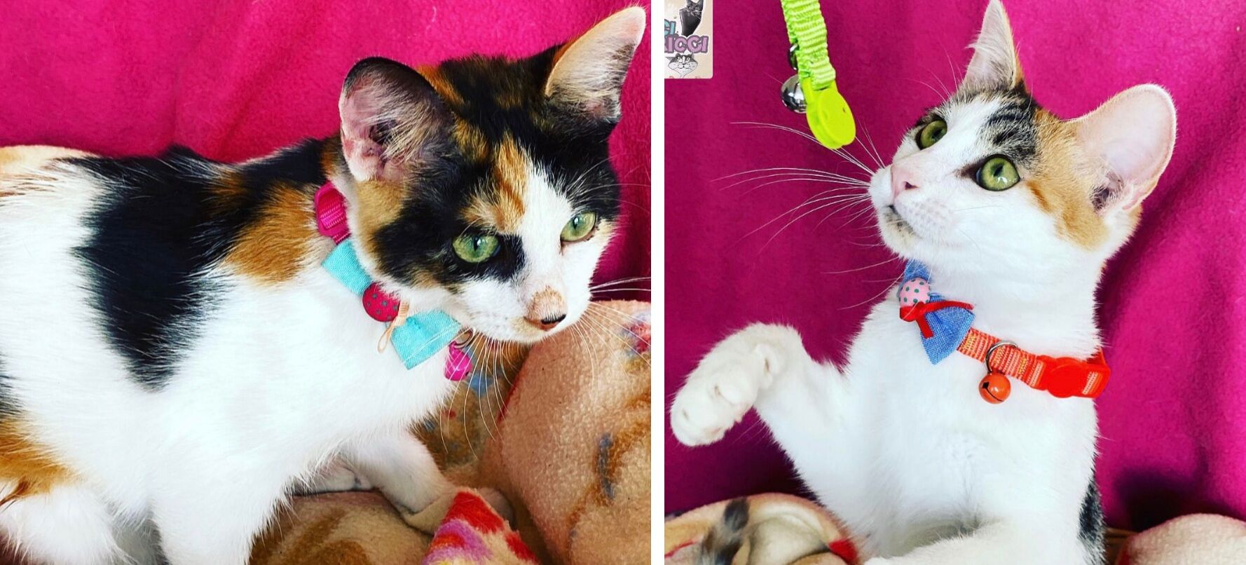 Cagliari, a Radio Zampetta sarda l’appello del cuore per due dolci gattine