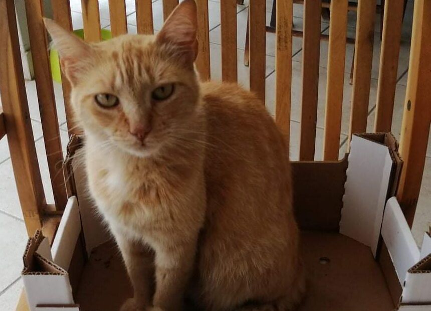 Kiki, gattina smarrita in zona Quartello: aiutiamoli a tornare a casa