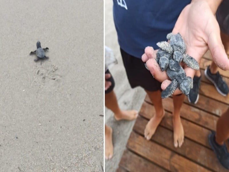 Cagliari, miracolo al Poetto: nate in spiaggia venti tartarughe