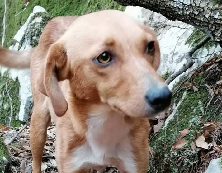 Cane smarrito a Domusnovas, qualcuno lo riconosce?