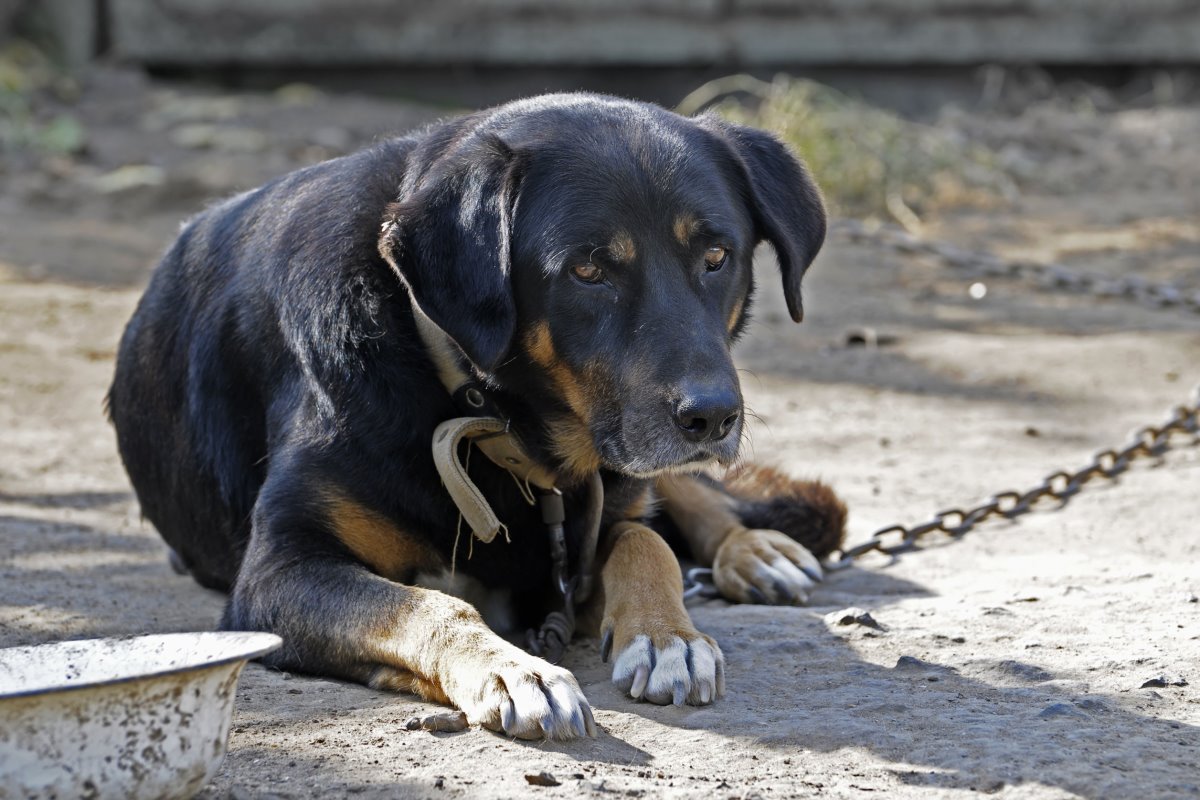 Quartu dice no ai cani tenuti con la catena: “Rischiano anche di morire in caso di incendio”