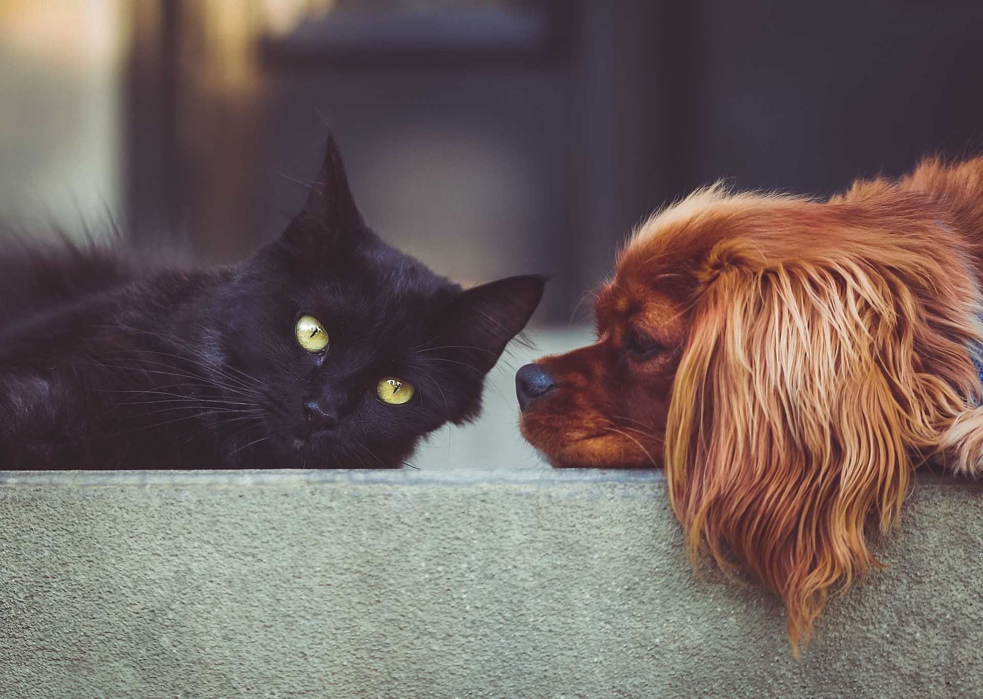 Quartu, sterilizzazione gratuita dei cani: ecco il bando