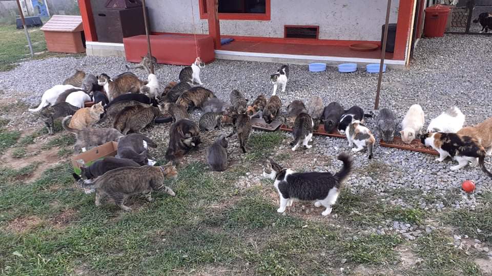 Quartu, sos pappe per i tantissimi gatti di Quartu in difficoltà: “Vi prego, aiutateci con le donazioni”