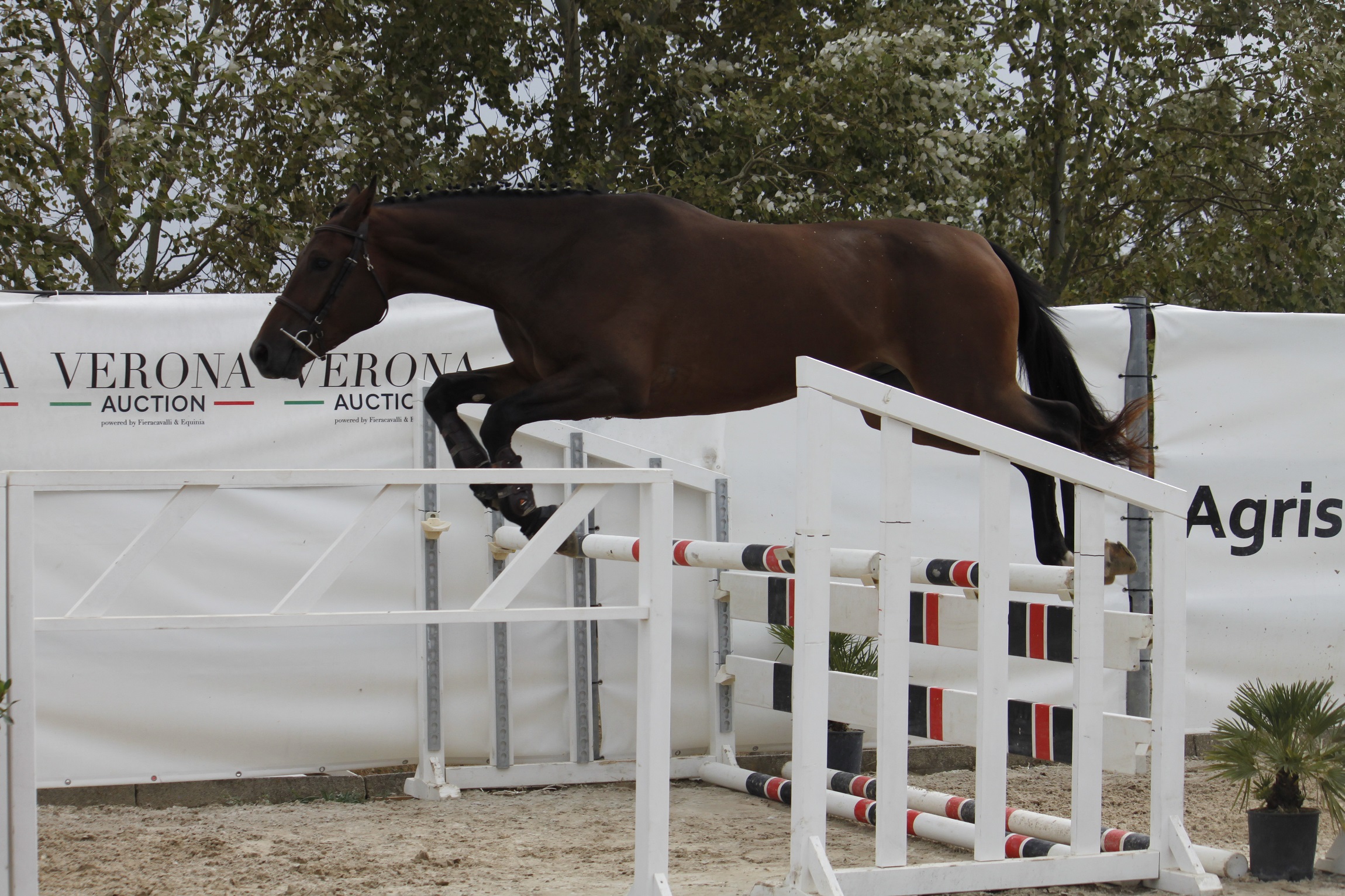 Allevamento e sport: dal 26 al 28 ottobre “Cavalli di Sardegna-Vetrina d’Elite dell’allevamento sardo” negli impianti di Tanca Regia 