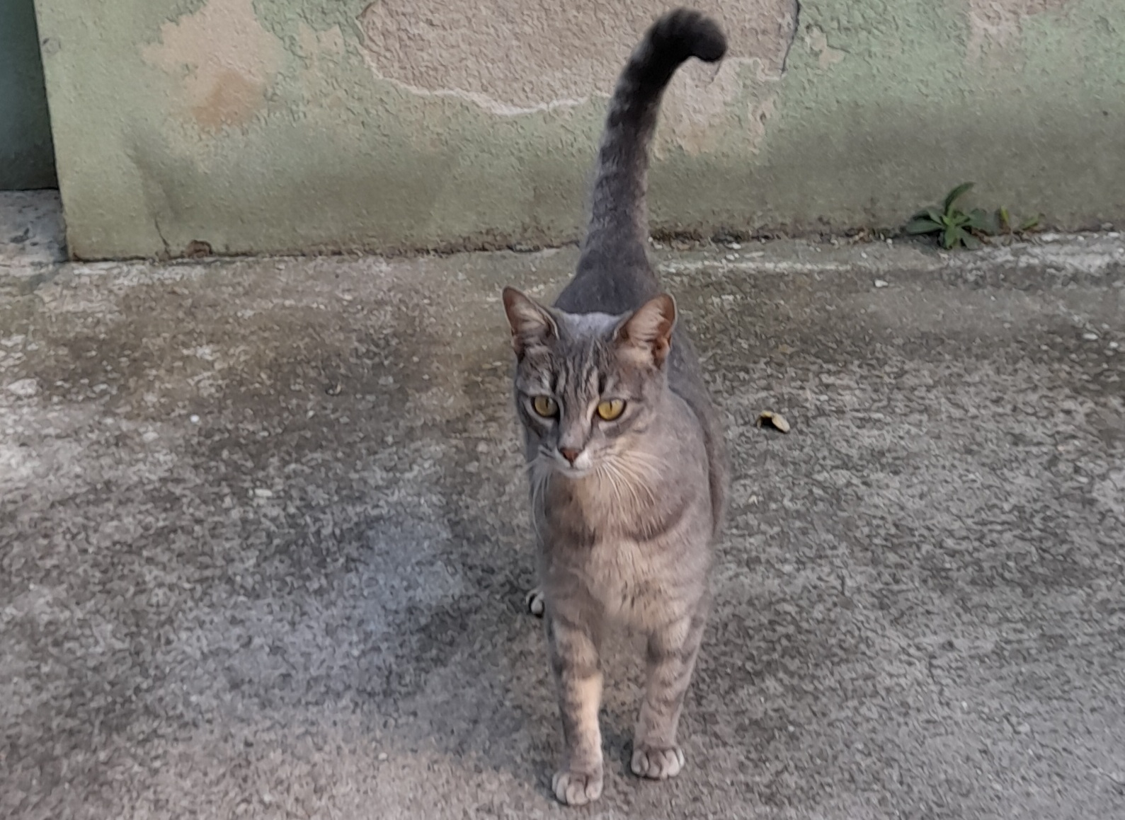 Quartu, una dolcissima micia cerca coccole tra i passanti: “C’è una famiglia per salvarle la vita?”