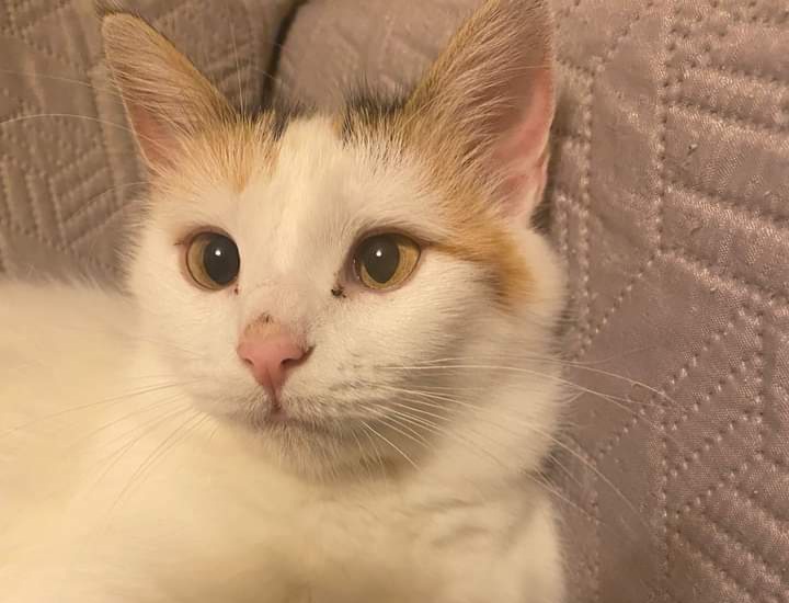 Radio Zampetta Sarda, adozione del cuore per Bianca: 3 anni d’amore
