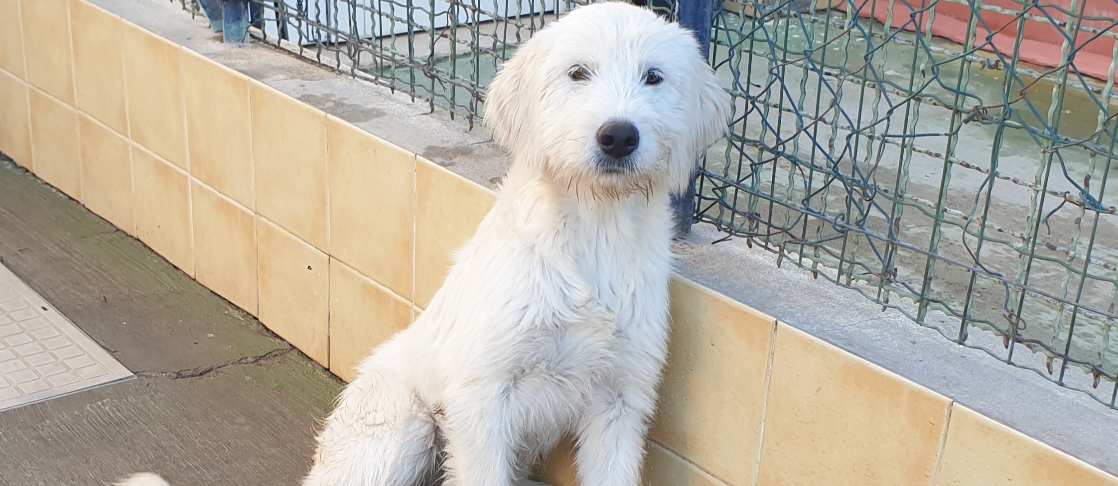 Happy, la cucciolotta del canile di Cagliari che si spancia per le coccole: chi la adotta?