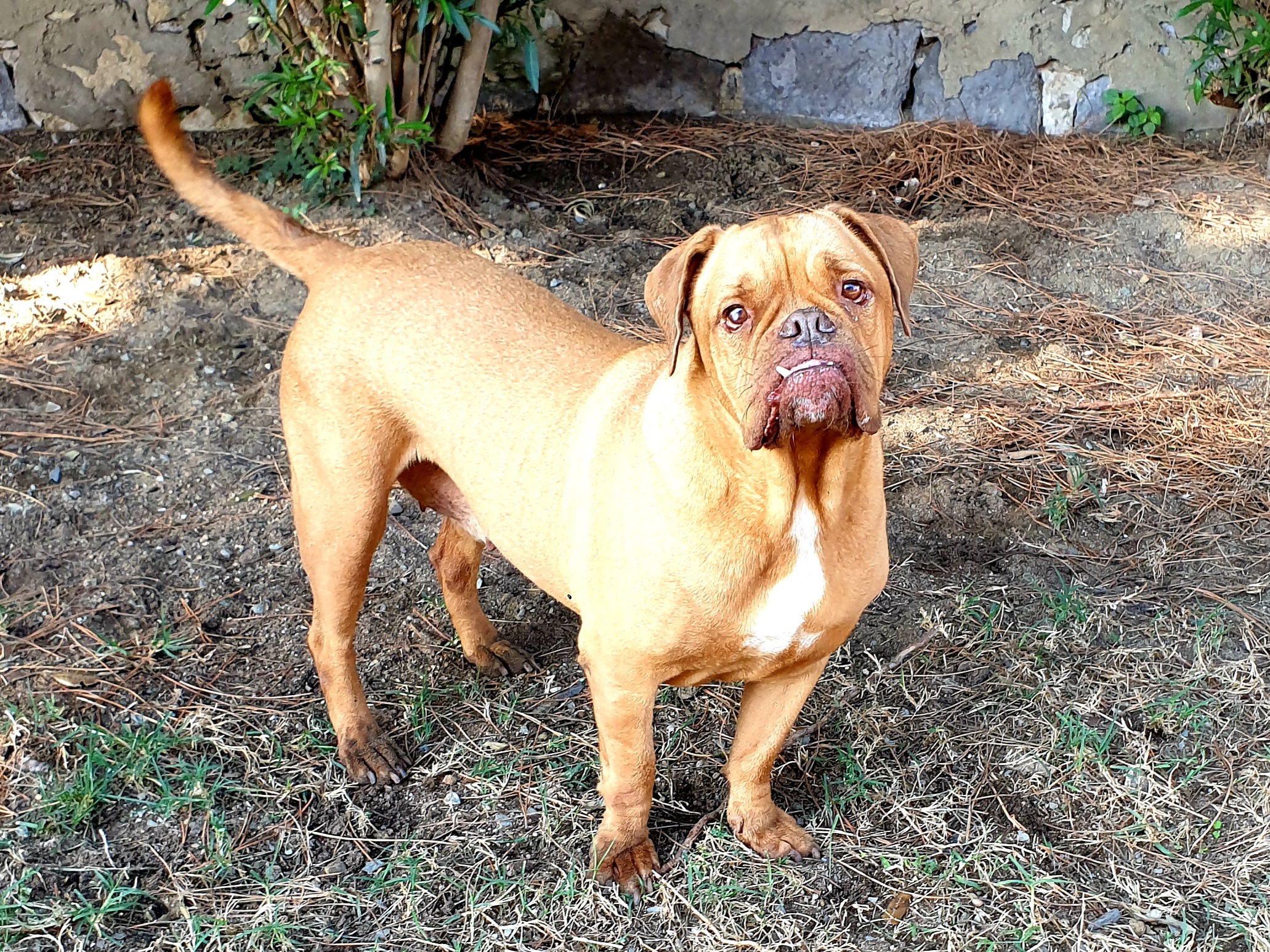 Campagna adotta un cane dal canile di Cagliari: Luce, dolce e affettuosa cagnolona