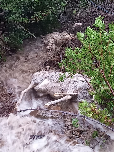 Maltempo in Sardegna, anche gli animali vittime della furia dell’acqua