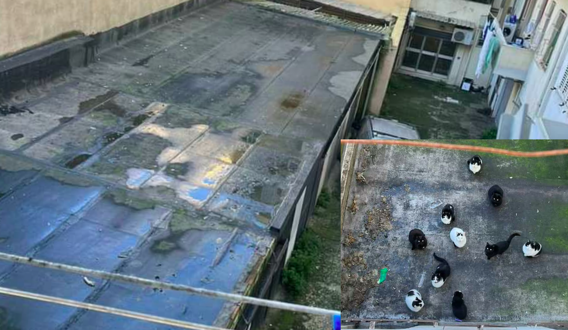Cagliari, 10 gatti bloccati su un tetto senza riparo: “Sono destinati a morire, aiutiamoli”